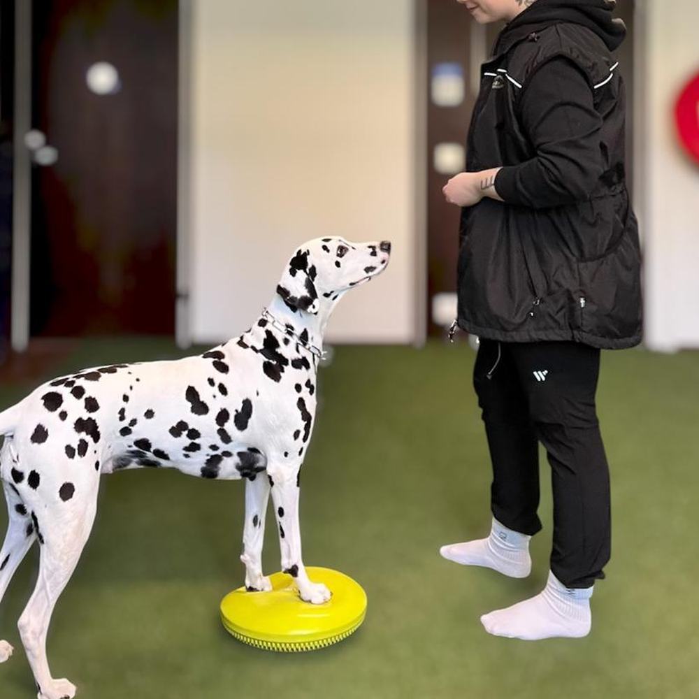Dalmatiankoira harjoittelee tasapainoalustalla sisätiloissa