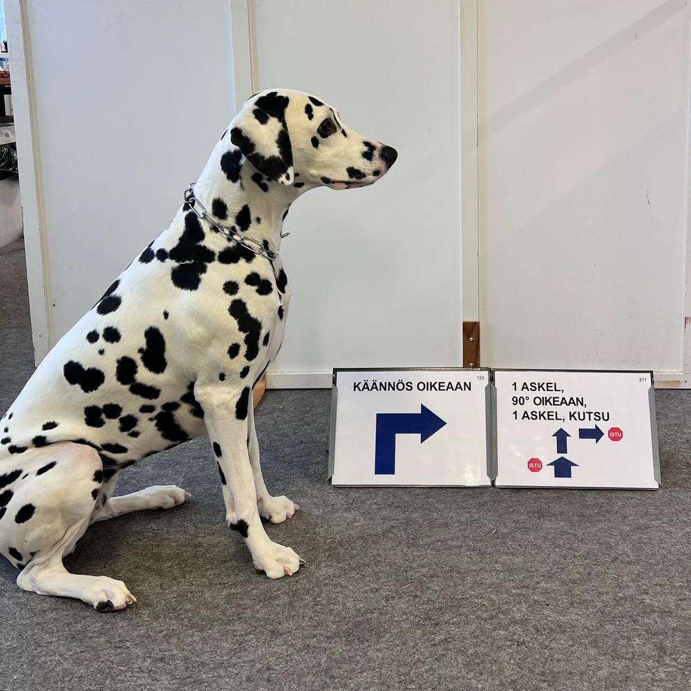 Dalmatiankoira istuu rally-toko-ratamerkkien vieressä
