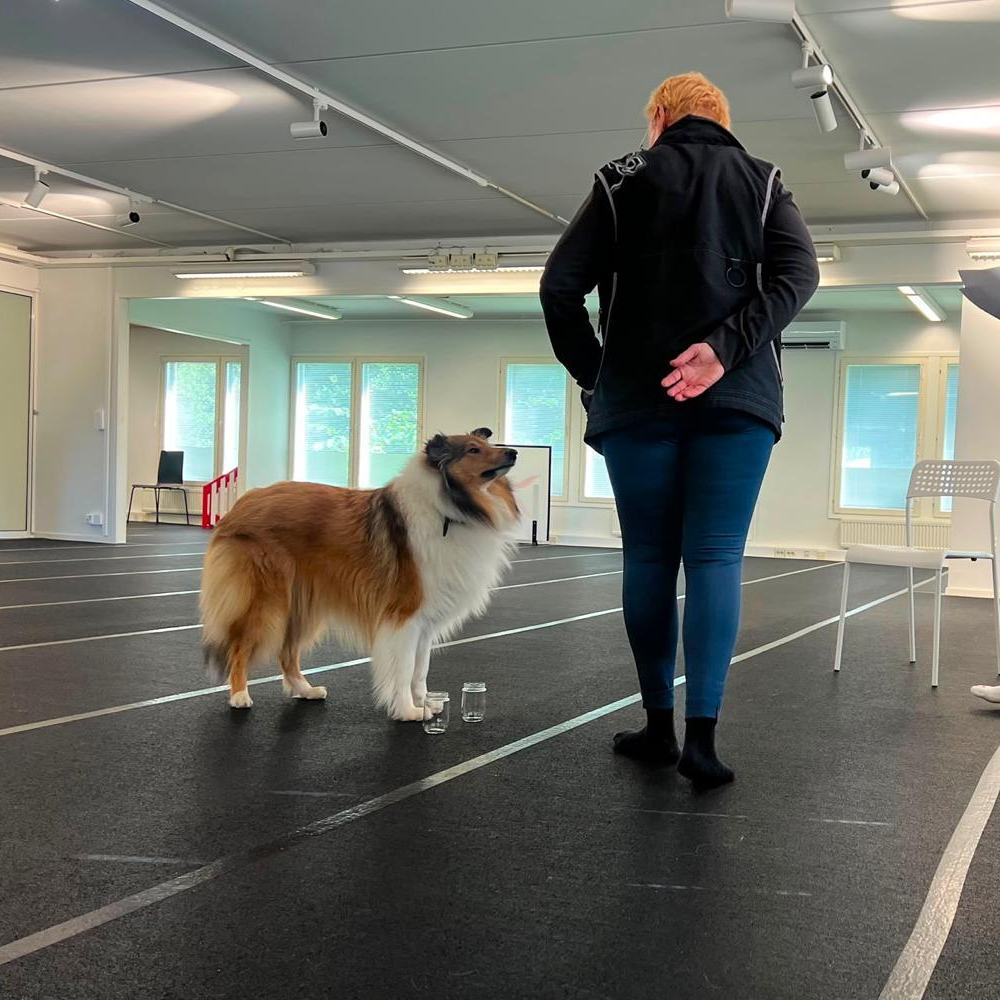 Collie ja ohjaaja harjoittelevat sisätiloissa Iidan opastuksella